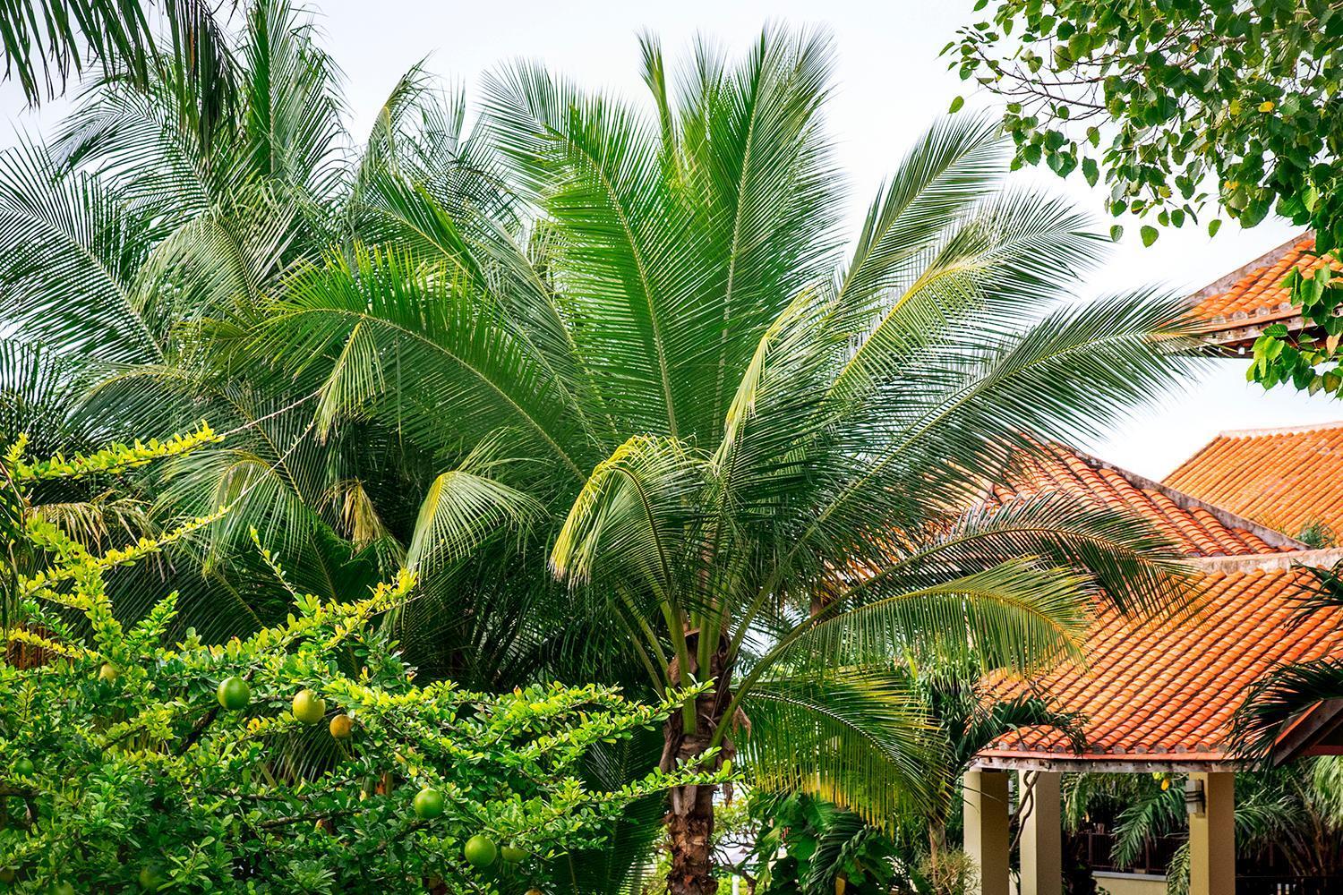 Romana Resort & Spa Mui Ne Bagian luar foto